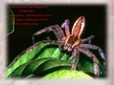 Хелицеровые (паукообразные) (Chelicerata) Хелицеровые насчитывают около 40 000 видов преимущественно наземных членистоногих.