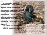 Скорпионы обитают в теплом климате, имеют тело до 15 см длиной, с сегментированным брюшком, оканчивающимся тельсоном. Ядовитый аппарат необходим скорпионам для умерщвления добычи и для зашиты от врагов. Ядовитые железы располагаются на тельсоне; скорпионы охотятся ночью, живородящие. Любопытны сведе