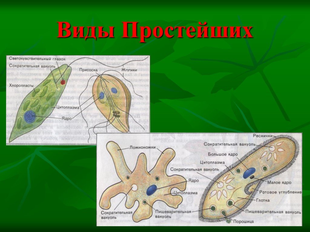 Биология 8 класс простейшие. Виды простейших. Виды типов простейших. Биология типы простейших. Рассказ о простейших животных.