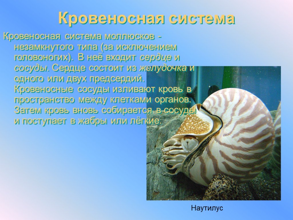 Сердце головоногих. Тип головоногие моллюски. Кровеносная система головоногих моллюсков. Головоногие моллюски презентация 7 класс. Моллюски или мягкотелые (лат. Mollusca.