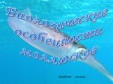 Биологические особенности моллюсков. Карибский кальмар