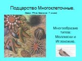 Подцарство Многоклеточные. Многообразие типов: Моллюски и Иглокожие. (Уроки РК по биологии 7 класс)