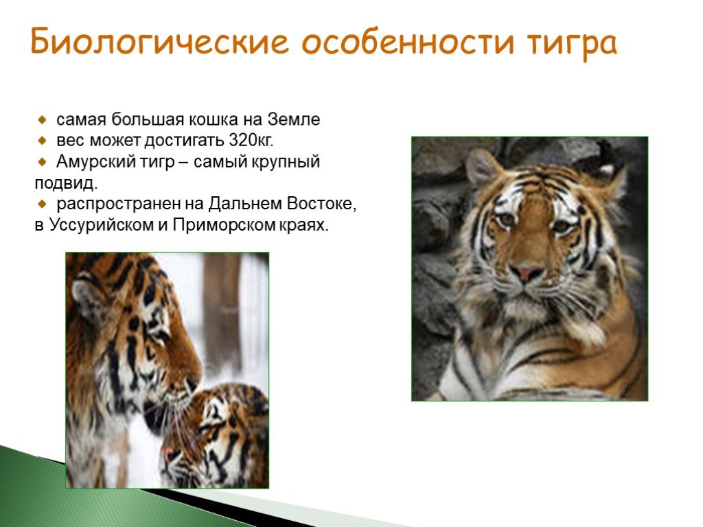 Уссурийский тигр биологический прогресс. Особенности тигра. Биологические особенности тигра. Амурский тигр особенности поведения. Особенности поведения Амурского тигра.