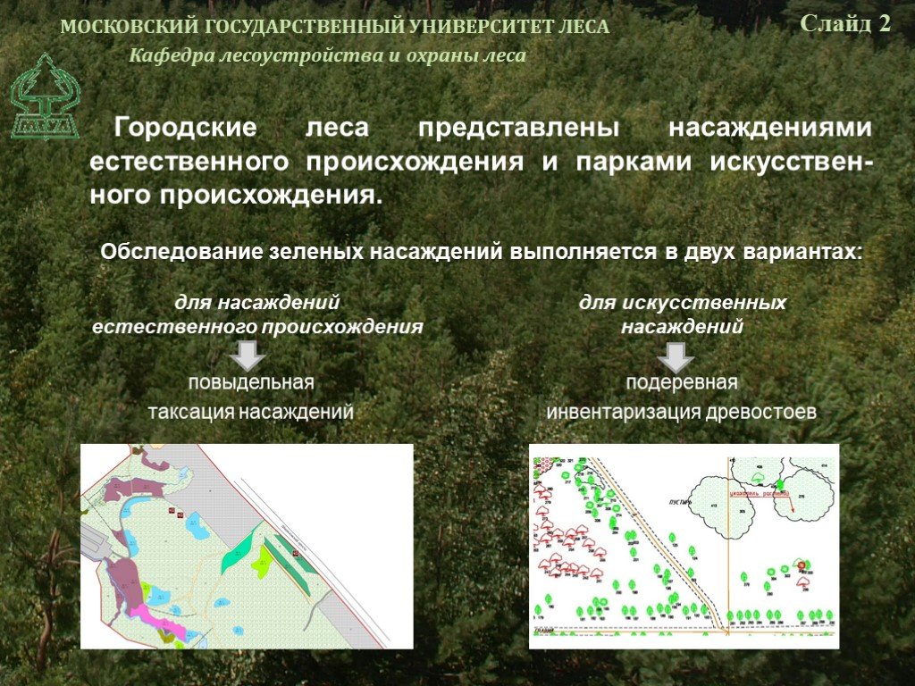 Рослесхоз план лесоустройства