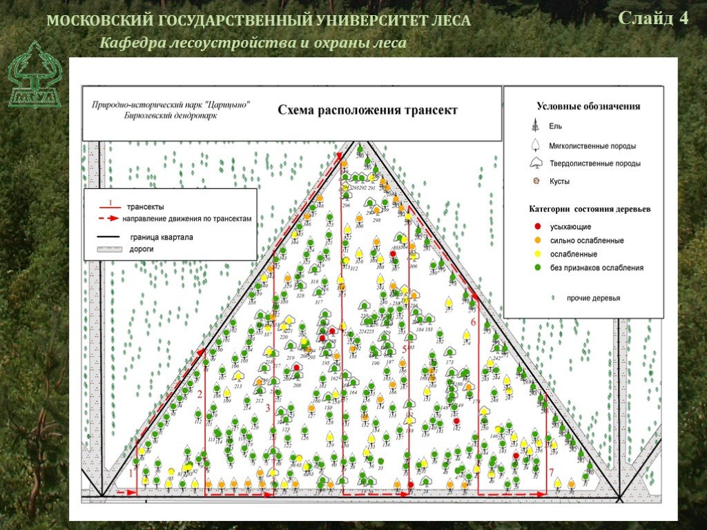 План схема лесного участка