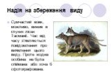 Надія на збереження виду. Сумчастий вовк, можливо, вижив в глухих лісах Тасманії. Час від часу з'являються повідомлення про виявлення цього виду. Проте жодна особина не була спіймана або хоча б сфотографована.