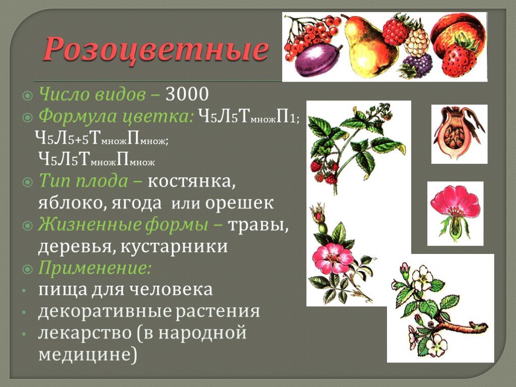 Формула цветка растений семейства розоцветные ответ. Семейство Розоцветные характеристика плода. Формула цветка семейства Розоцветные *ч5л5т&п1. Покрытосеменные растения Розоцветные. Травы семейства розоцветных.
