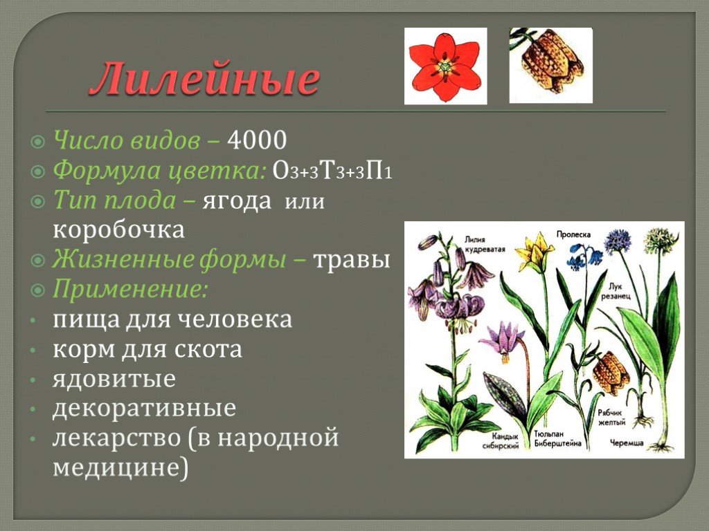 Формула о3 3т3 3п1. Формула цветка лилейных растений. Число видов лилейных. Семейство Лилейные количество видов. Число видов лилейных растений.
