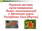 Изучение методов оукльтивирование Лилии пенсильванской в Амгинском улусе Республики Саха (Якутии)