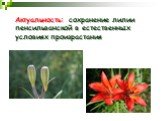 Актуальность: сохранение лилии пенсильванской в естественных условиях произрастания