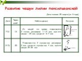 Развитие чешуи лилии пенсильванской. Дата посева 25 марта (за 3 года)