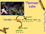 Проверь себя. Колибри похожа на бабочку или на шмеля. На кого?