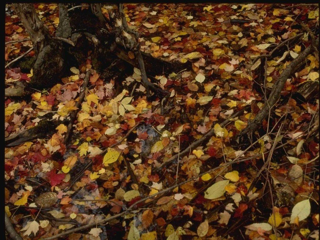 Скинуть листву. Осень осень лес остыл и листья. Осень осень лес остыл и листья сбросил. Осень осень листья сбросил. Лес остыл и листья сбросил.