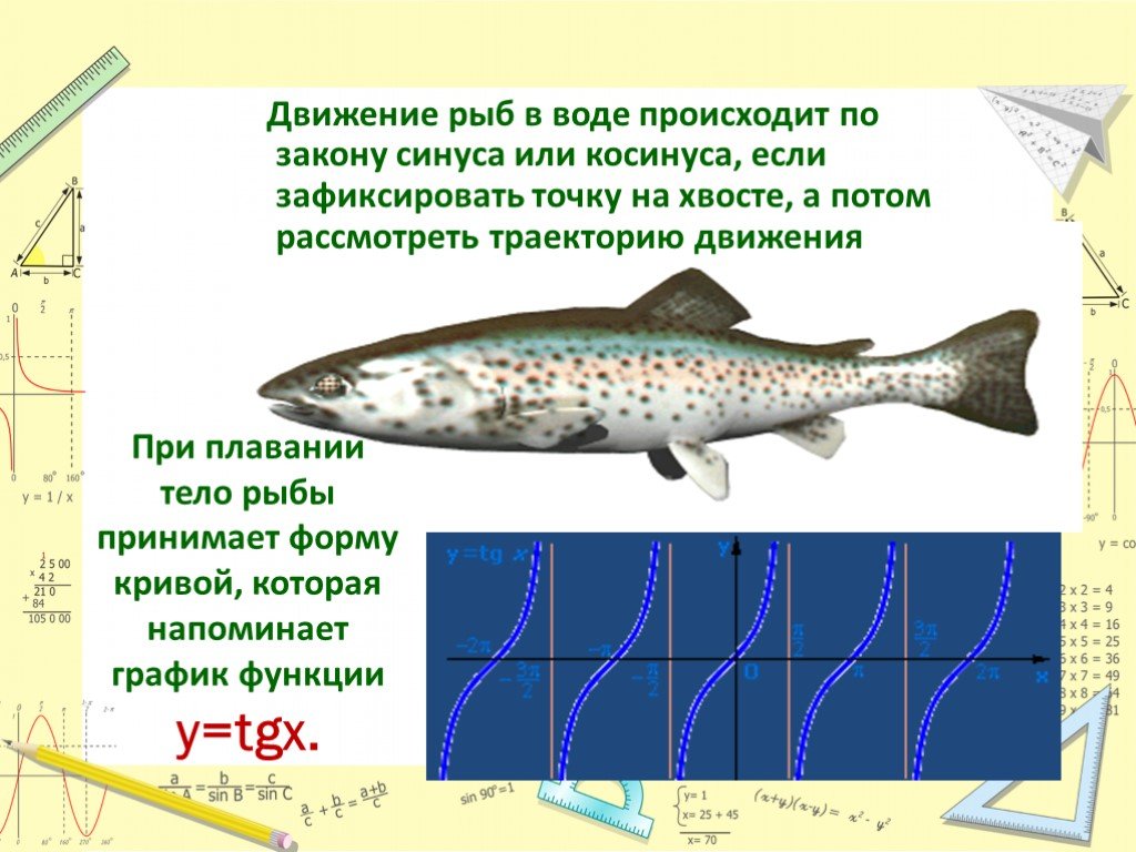 Передвижение рыб в воде. Движение рыб в воде происходит по закону синуса или косинуса. Движение рыб. Движение рыб по закону синуса. Передвижение рыб.