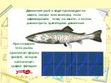 Движение рыб в воде происходит по закону синуса или косинуса, если зафиксировать точку на хвосте, а потом рассмотреть траекторию движения. При плавании тело рыбы принимает форму кривой, которая напоминает график функции y=tgx.