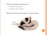 Забор биопсийного материала: с помощью скальпеля с помощью конхотома Прицельная биопсия (во время кольпоскопии).