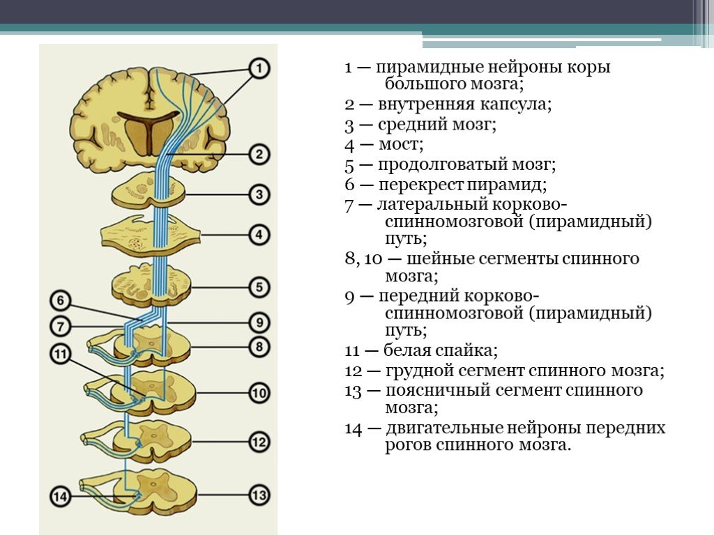 Клетки беца