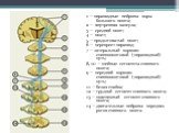 1 — пирамидные нейроны коры большого мозга; 2 — внутренняя капсула; 3 — средний мозг; 4 — мост; 5 — продолговатый мозг; 6 — перекрест пирамид; 7 — латеральный корково-спинномозговой (пирамидный) путь; 8, 10 — шейные сегменты спинного мозга; 9 — передний корково-спинномозговой (пирамидный) путь; 11 —