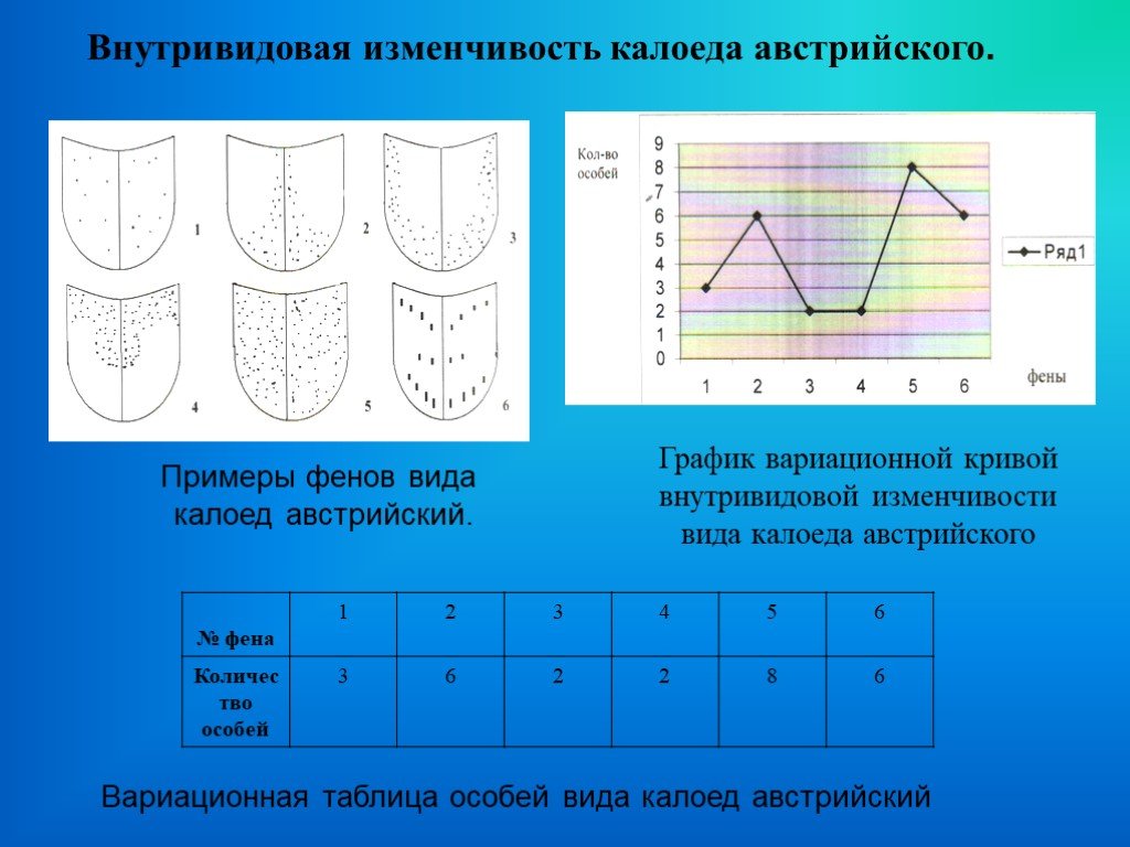 Блок схема изменчивость