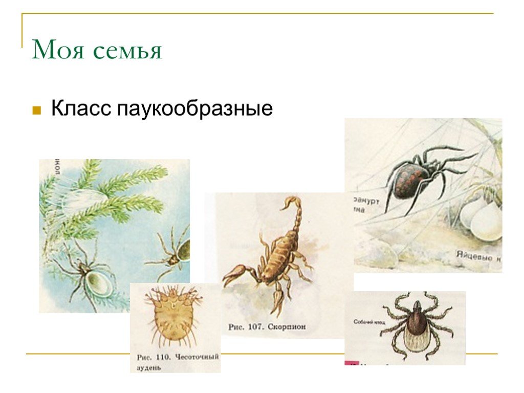 Класс паукообразные отряды. Многообразие паукообразных. Классификация паукообразных. Паукообразные представители. Класс паукообразные систематика класса.