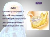 Зуби – кісткові утворення в ротовій порожнині, які використовуються для розкушування і пережовування їжі.
