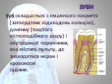 Зуб складається з емалевого покриття (затверділих відкладень кальцію), дентину (товстого кісткоподібного шару) і внутрішньої порожнини, яка містить пульпу, де знаходяться нерви і кровоносні судини.