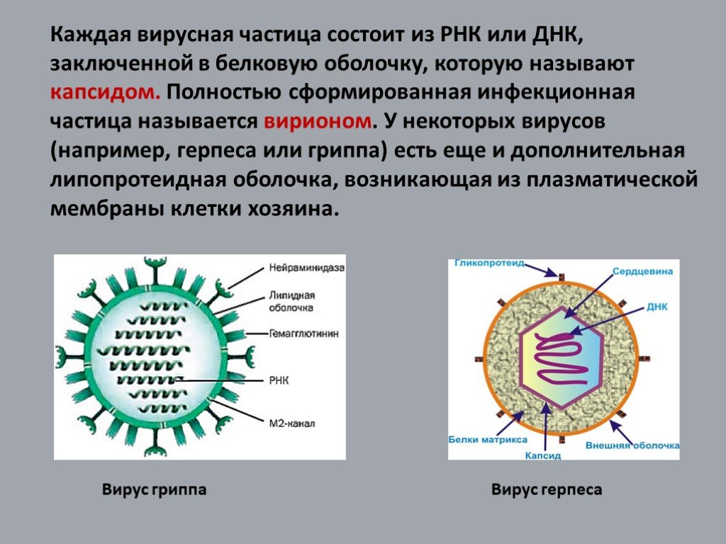 У вирусов есть клеточное строение