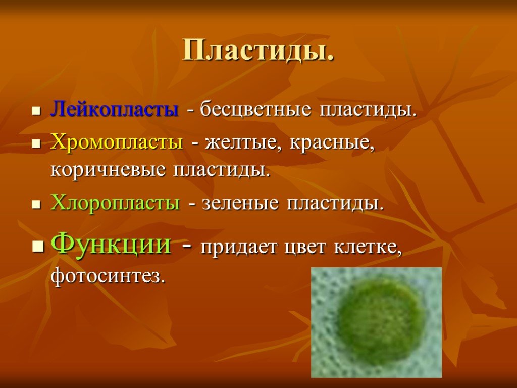 Пластиды окрашенные в желтый и красный цвета