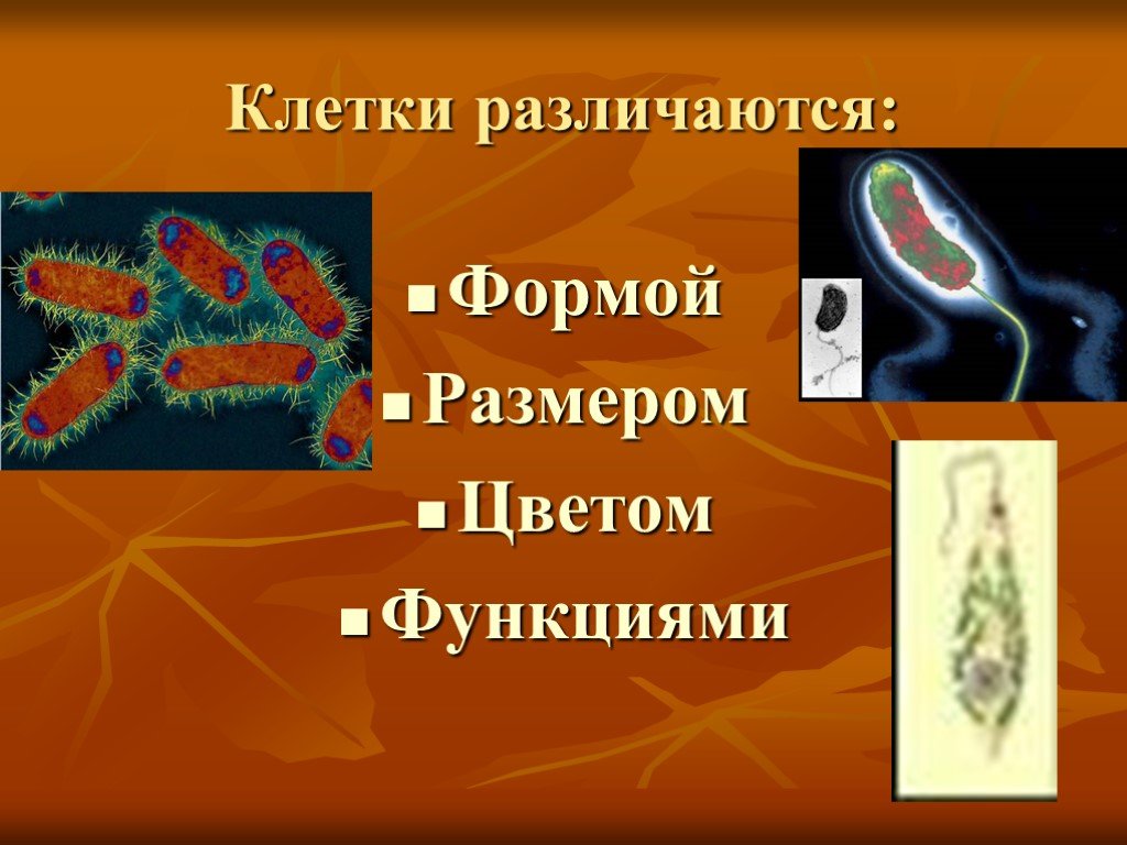 Презентация по теме клетка 9 класс