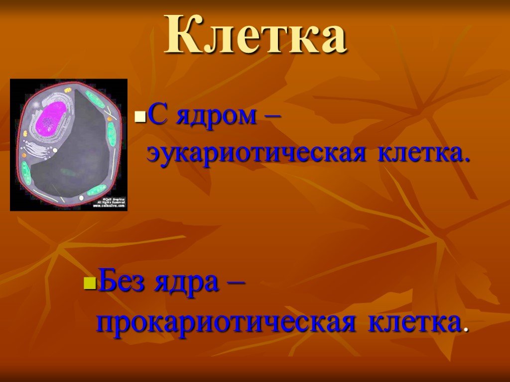 В ядрах be 9 4. Клетка без ядра. Клетка с ядром и без ядра. Эукариоты без ядра. Клетка умчеловека без ядра.