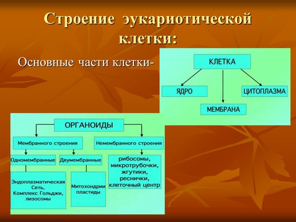 Эукариотическая клетка основное. Основные части уэратической клетки. Основные части эукариотической клетки. Главные части эукариотической клетки. Основные структуры эукариотической клетки.