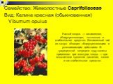 Семейство: Жимолостные Caprifoliaceae Вид: Калина красная (обыкновенная) Viburnum opulus. Настой плодов — витаминное, общеукрепляющее, потогонное и слабительное средство. Витаминный чай из плодов обладает общеукрепляющим и успокаивающим действием. В традиционной медицине кору калины применяют при зо