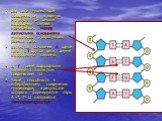 две цепи нуклеотидов объединяются в единую молекулу при помощи водородных связей , возникающих между азотистыми основаниями нуклеотидов , образующих разные цепи: азотистое основание А одной цепи с Т другой цепи, двумя водородными связями. 2. Г тремя водородными связями с азотистым соединением Ц Така