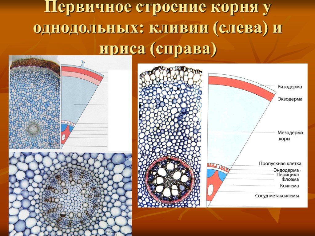 Постоянные ткани. Первичное строение корня однодольного растения ириса. Анатомия первичного строения корня ириса.. Первичное Анатомическое строение корня. Первичное строение корня ириса.