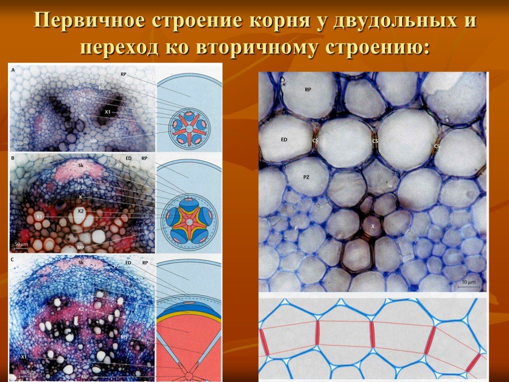 Постоянные ткани. Переход ко вторичному строению корня начинается. Постоянная ткань. Первичное строение в течение всей жизни сохраняют корни.