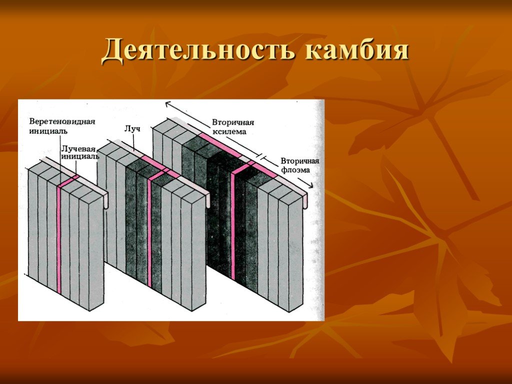 Постоянные ткани. Активность камбия. Камбий и его деятельность. Камбий веретеновидные и лучевые инициали. Веретеновидные инициали камбия.