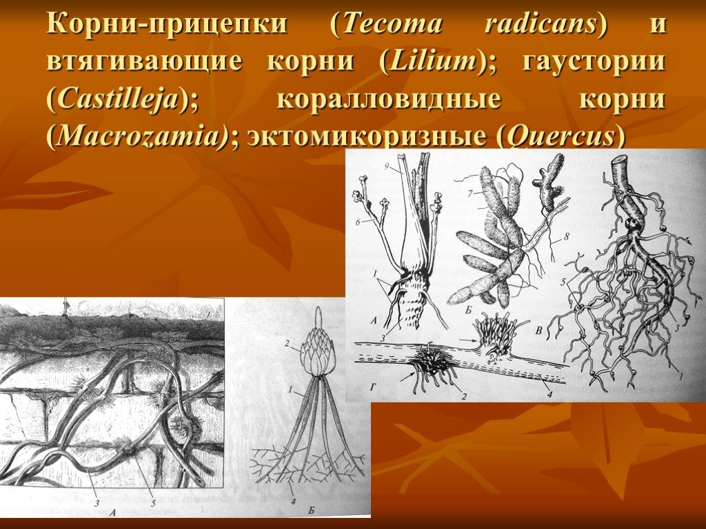 Корни прицепки рисунок