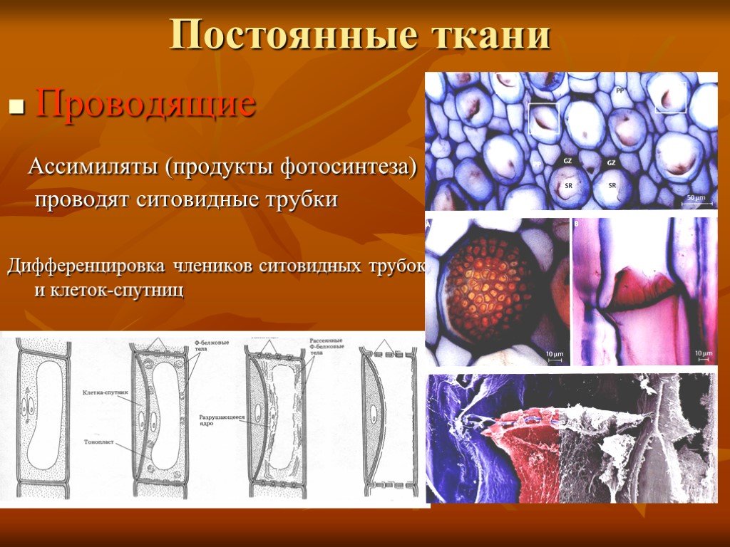 Постоянные ткани. Ситовидные трубки под микроскопом. Клетка спутница ткань. Постоянная ткань.