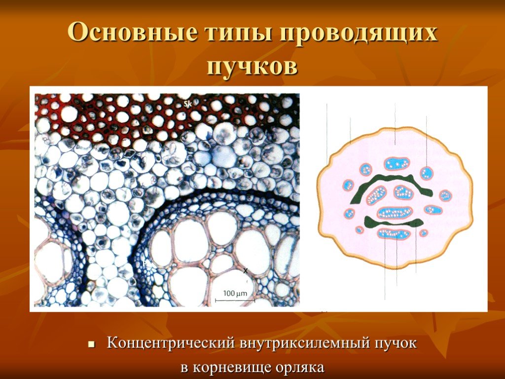 Постоянные ткани. Концентрический проводящий пучок. Проводящий пучок орляка. Типы концентрических проводящих Пучков. Концентрический Тип проводящего пучка.