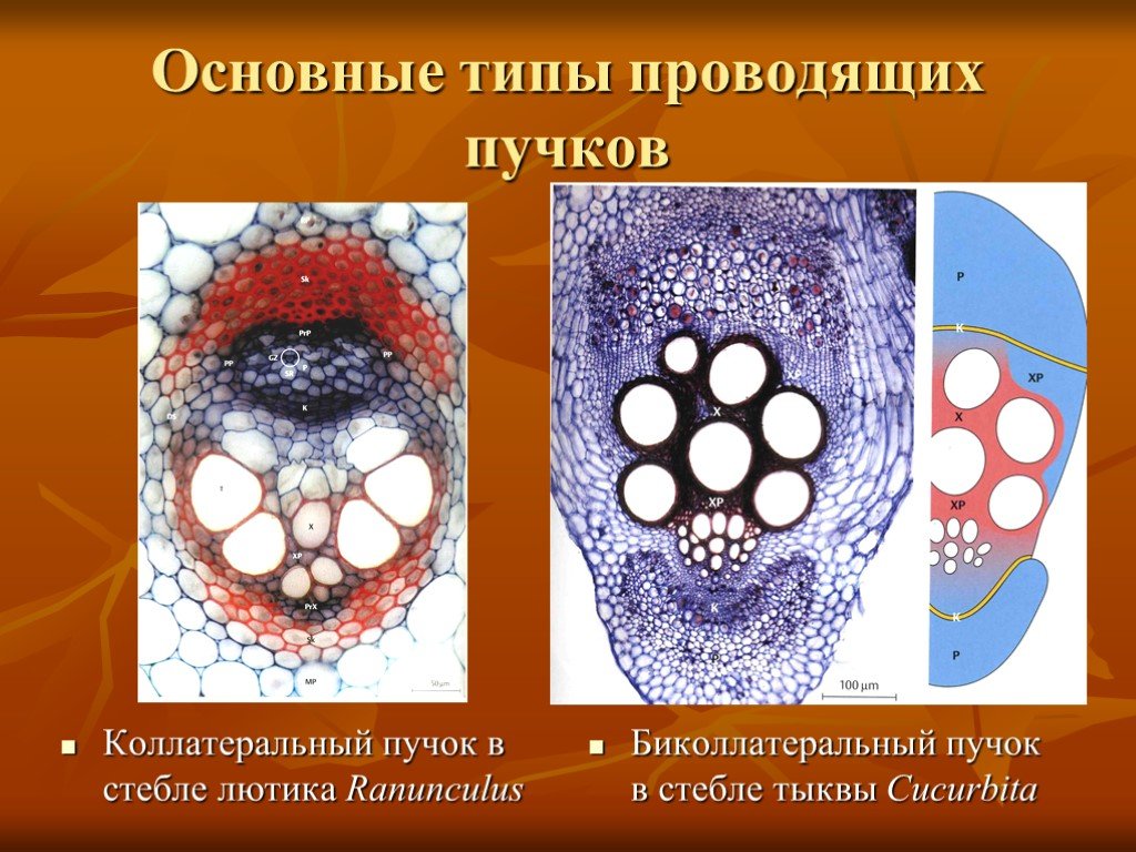 Типы проводящих. Биколлатеральный пучок стебля тыквы. Биколлатеральный открытый проводящий пучок. Коллатеральный открытый проводящий пучок стебля тыквы. Биколлатеральный проводящий пучок стебля тыквы.