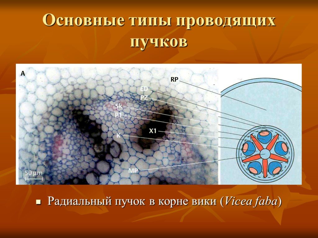 Типы проводящих пучков. Радиальный проводящий пучок. Радиальный проводящий пучок корня. Типы проводящих Пучков корня. Проводящие пучки в корне.