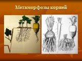 Метаморфозы корней