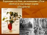 Корневые клубни, досковидные (Ficus elastica) и ходульные корни (Rhizophora)