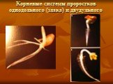 Корневые системы проростков однодольного (злака) и двудульного