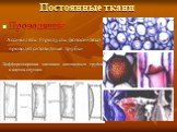 Проводящие Ассимиляты (продукты фотосинтеза) проводят ситовидные трубки Дифференцировка члеников ситовидных трубок и клеток-спутниц