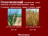 1) сходство хромосомного набора у разных видов. вид пшеница твёрдая вид пшеница мягкая 2n = 42 2n = 42