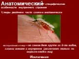 1) виды двойники часто схожи и анатомически. малярийный комар – на самом деле группа из 6-ти видов, схожих внешне и внутренне (различают только по окраске кладки яиц)
