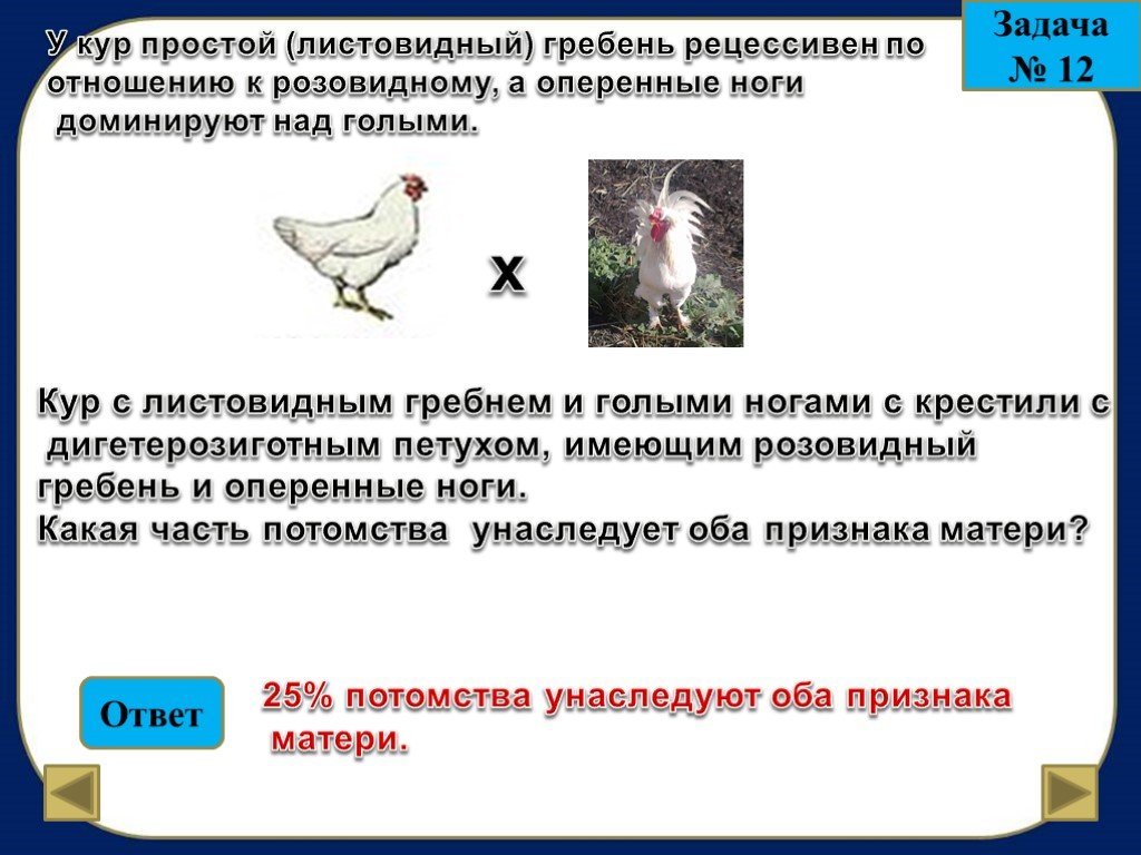 Гетерозиготную курицу с гребнем и голыми. Задания с курицей. Гетерозиготную курицу с гребнем.