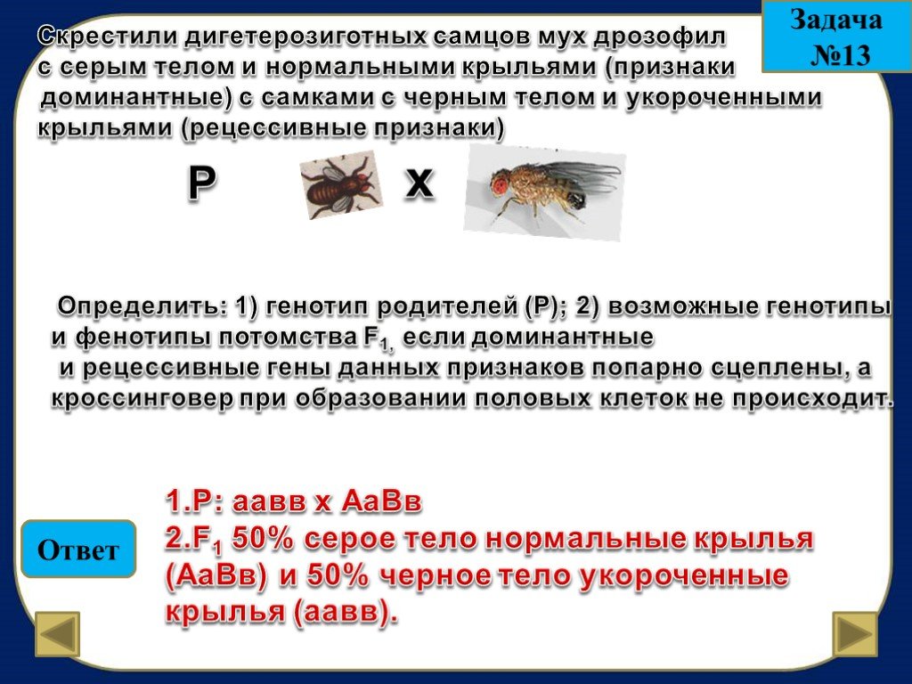 Доминантные признаки мыши. Генетика мухи дрозофилы задачи. Задачи по генетике с мухами дрозофилами. Генотип мухи дрозофилы. Скрестили дигетерозиготных самцов мух дрозофил с серым телом.