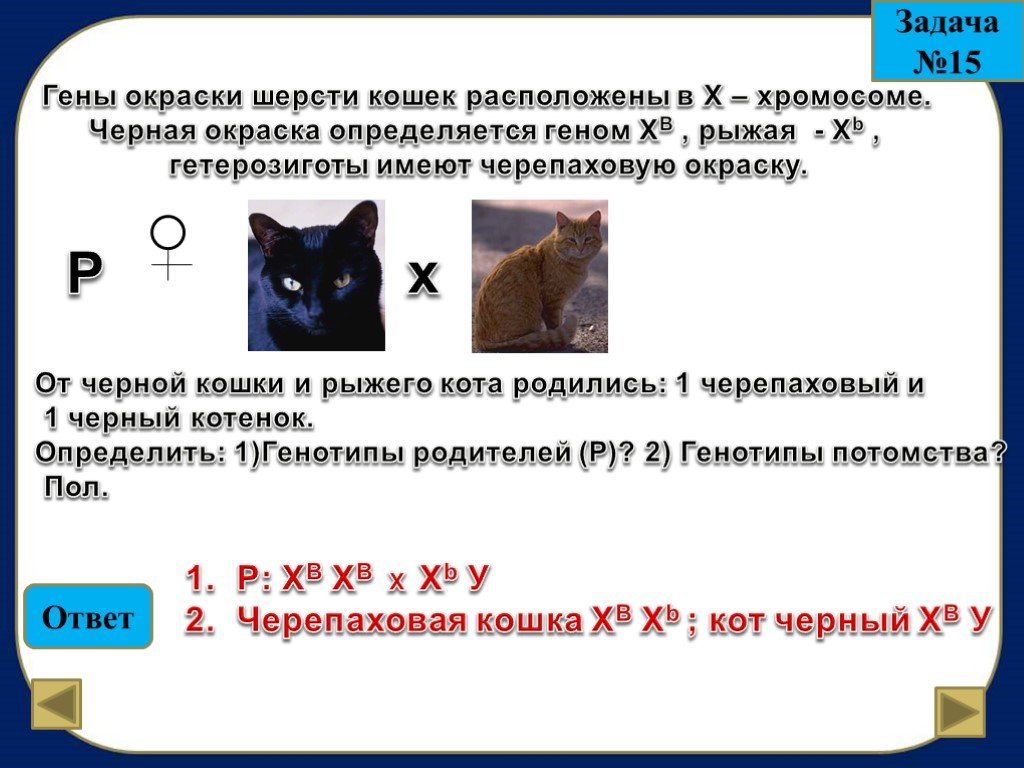У черной кошки родился трехцветный котенок. Задача на черепаховую кошку по генетике. Окраска шерсти кошки. Гены окраски шерсти кошек расположены в х-хромосоме. Задача про кошек.